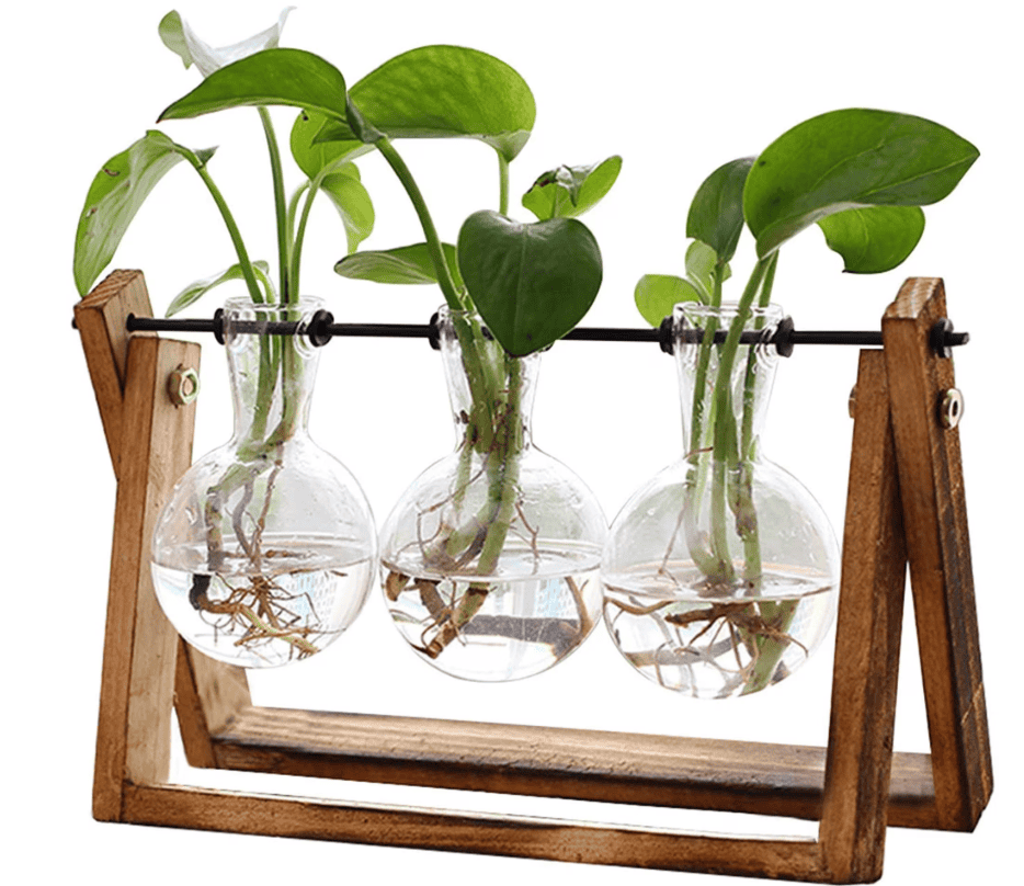 Plants
